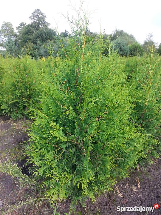 Thuja Brabant 160180 PRODUCENT Rydzyny sprzedam