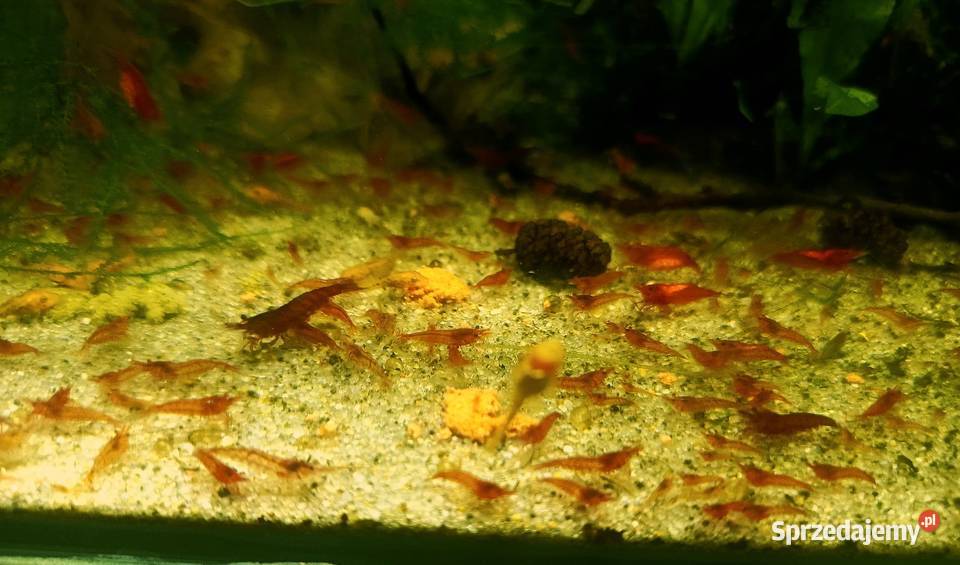 Krewetki Red Cherry czerwone Wygoda