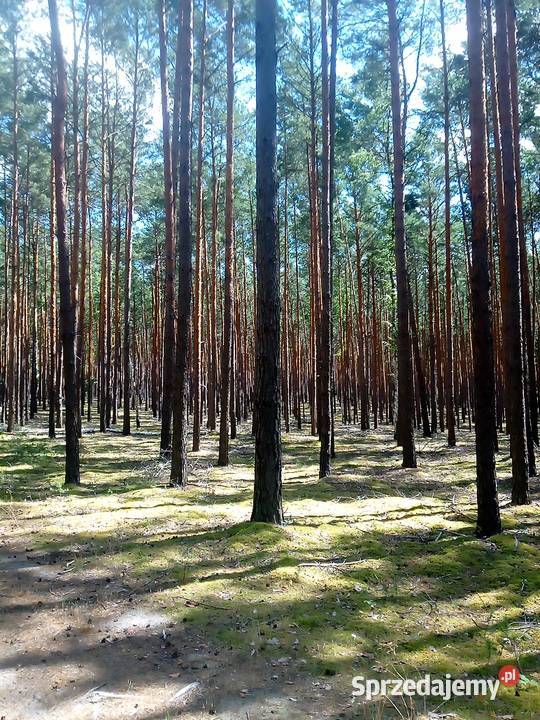 Pokój wiejski na wakacje weekend odpocznij Brzeźnica