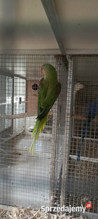 Aleksandretta Wielka samica 3 lata Jastrzębie-Zdrój