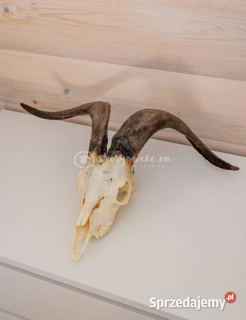 Czaszka naturalna prawdziwa czaszka z owcy z małopolskie Szaflary sprzedam
