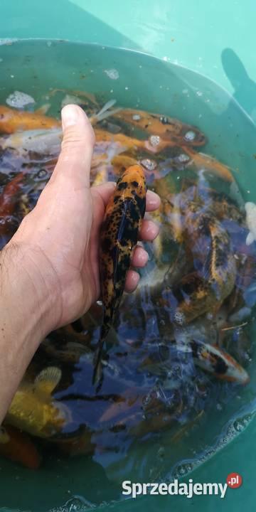 Narybek karpia Koi