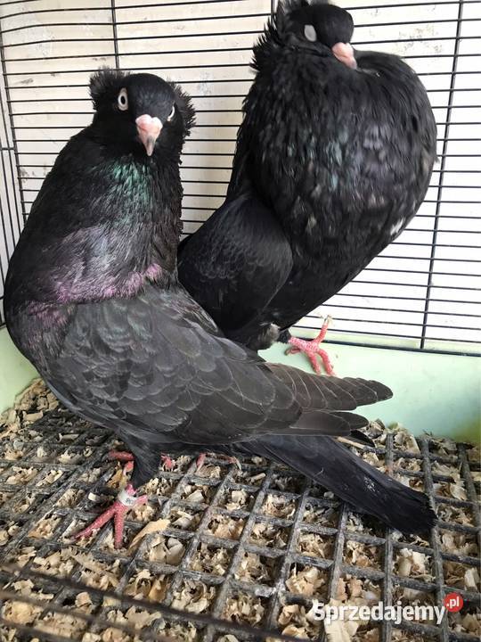 Garłacze Górnośląskie koroniaste Ptaki Przeginia