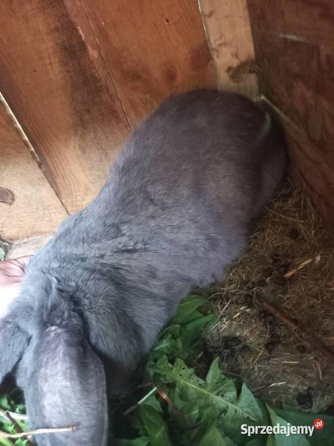 Krolik duży z Baranów Szary Lipno