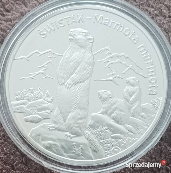 20 Świstak 2006 r Lustrzanka mennicze