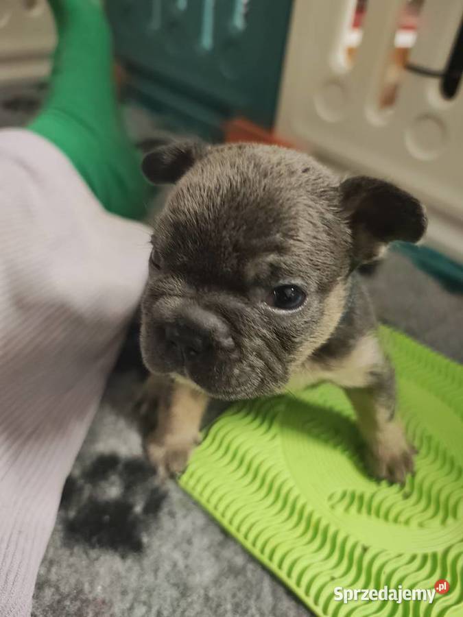 Cudowne maluszki buldog francuski VanDogs Staszów
