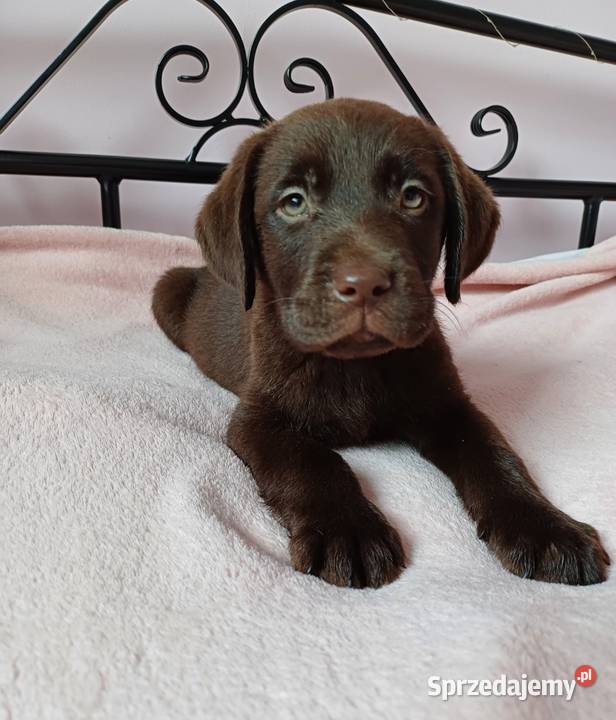 Labrador Czekoladowy Krotoszyn