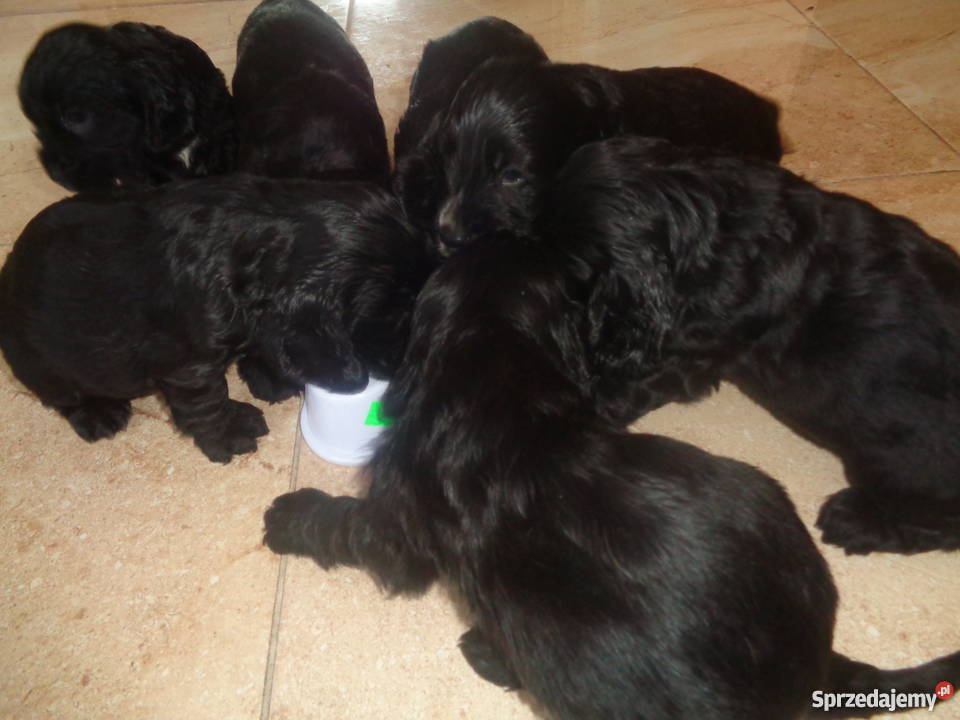 Cocker spaniel 100 rasy CZARNE Zwierzę z Psy sprzedam