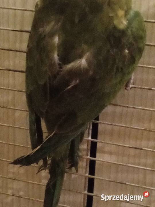 Papuga Barabanda księżniczka tarczowa sprzedam Zielona Góra