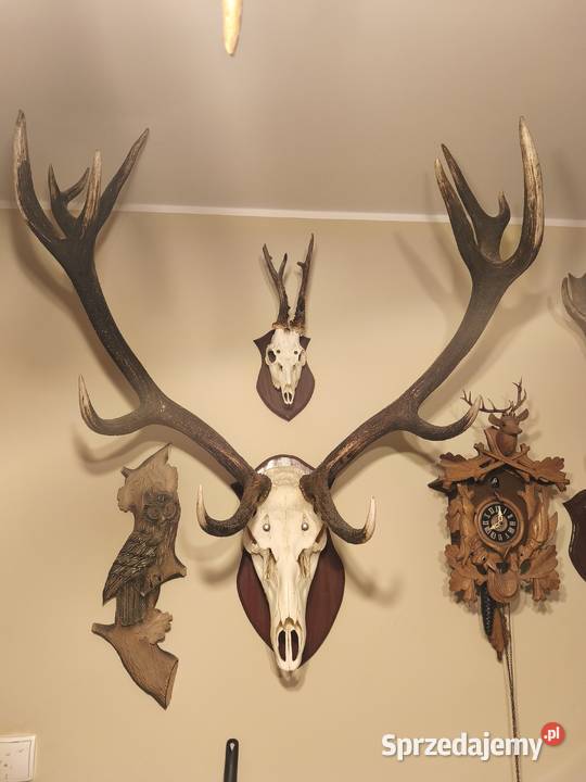 Poroże sprzedam Pozostałe Białystok