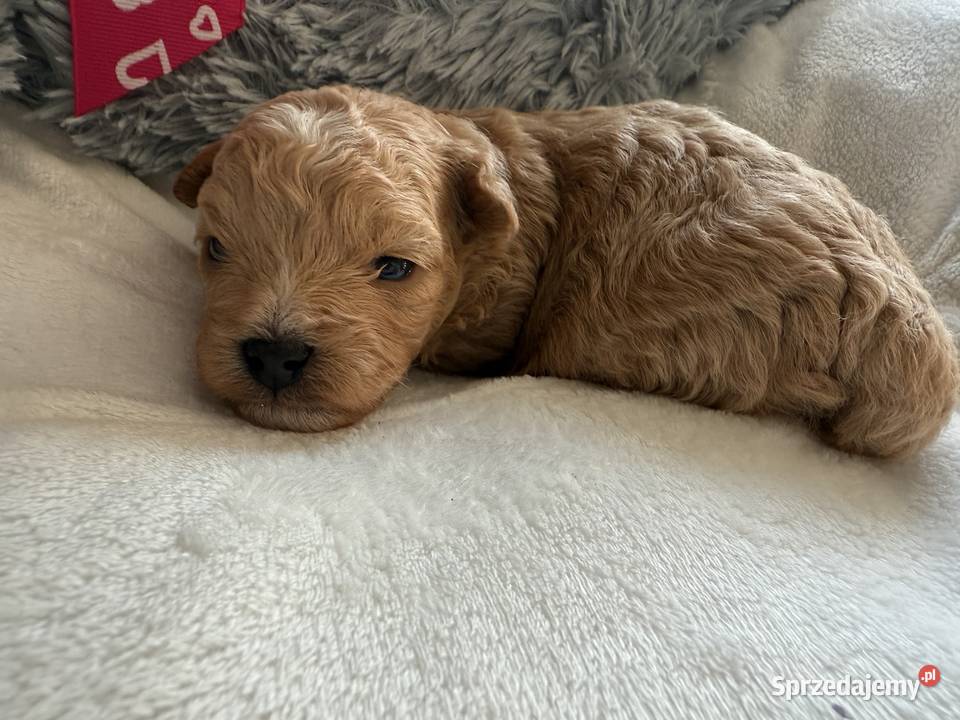 BichpooPoochon Maltipoo Czarnówko