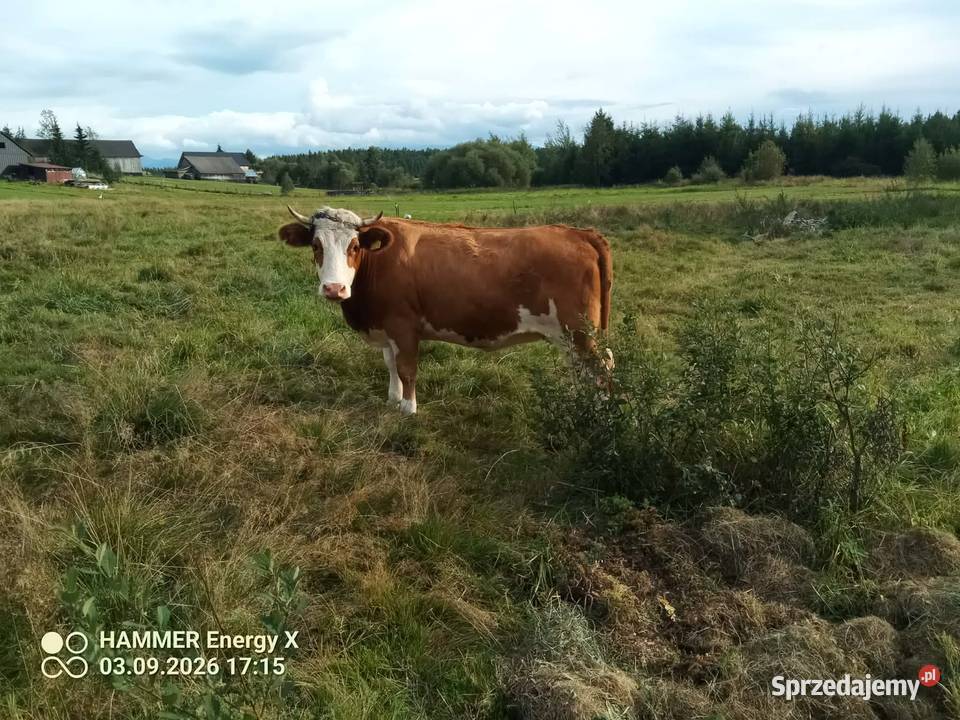 Sprzedam krowy mleczne małopolskie