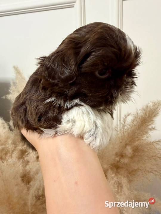 Shi TZU czekoladowe Staszów sprzedam