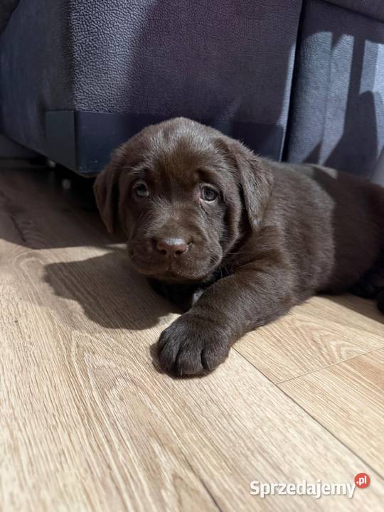 Pieski i suczki Labradora Retriever czarnego Labrador Tarnów