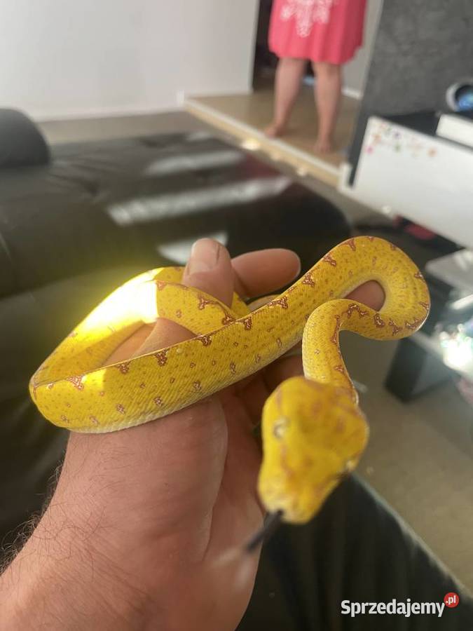 Morelia viridis pyton zielony Częstochowa sprzedam