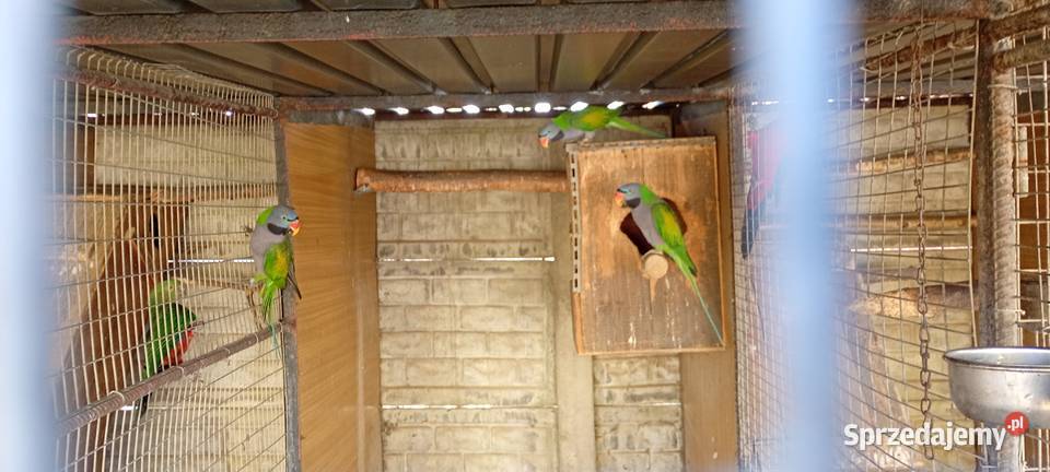 Aleksandretty chińskie samce 2023 DNA Modrolotki sprzedam