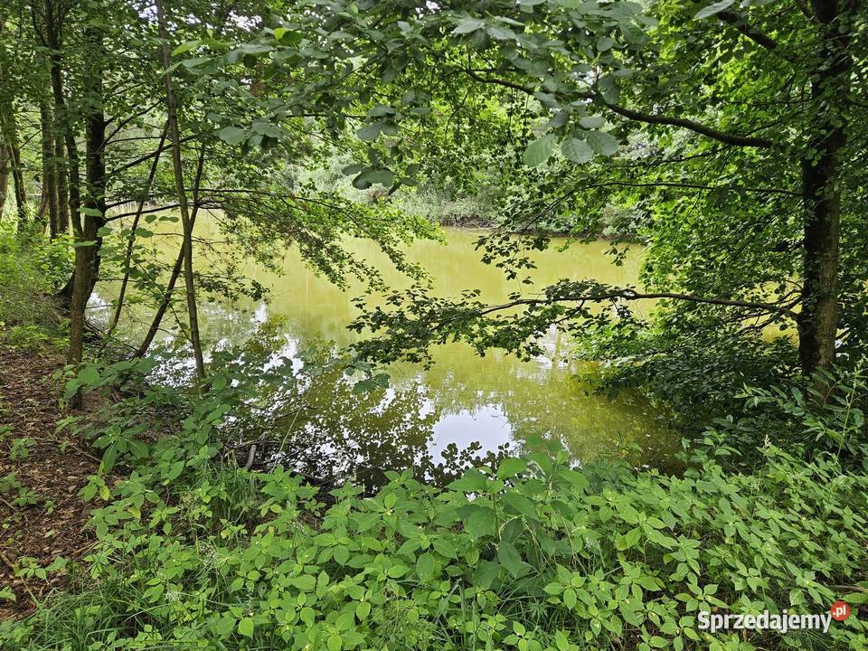 Działka budowlana 6000 m2 JEZIOROLAS budowlana Drogoszowice