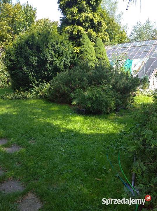 Sprzedam iglaki w promocyjnej Wieliczka