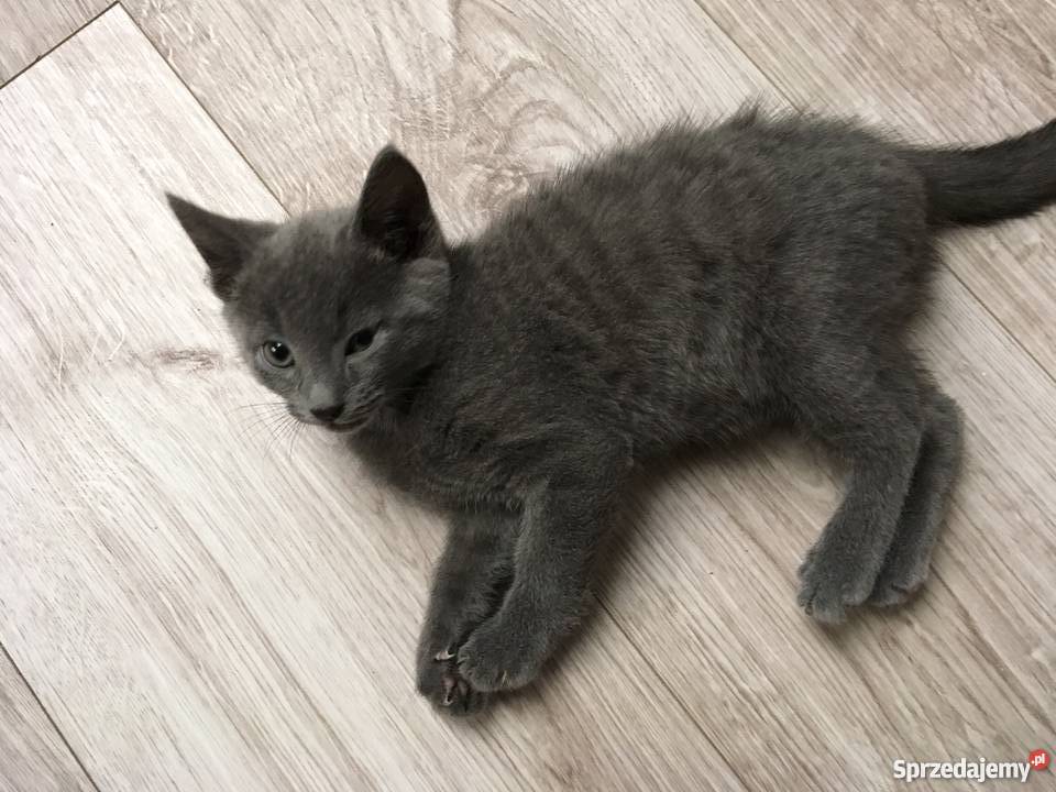 Kociaki Rosyjskie Błękitne Łódź