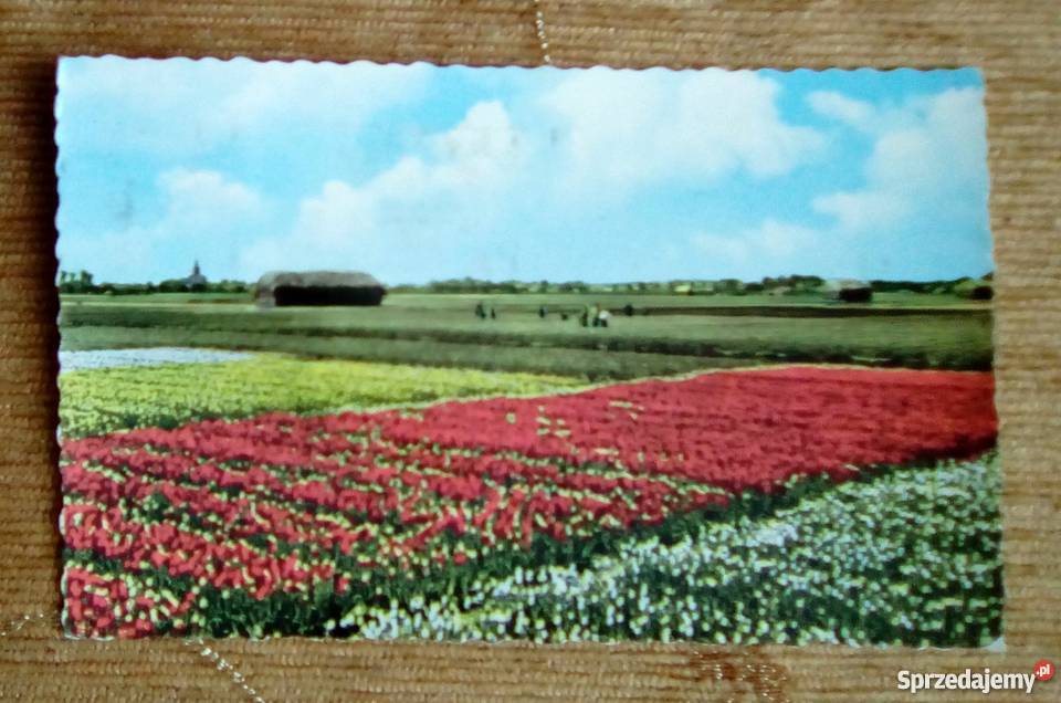 TULIPANY NA POLU W OKOLICY ARNHEM Piszczac