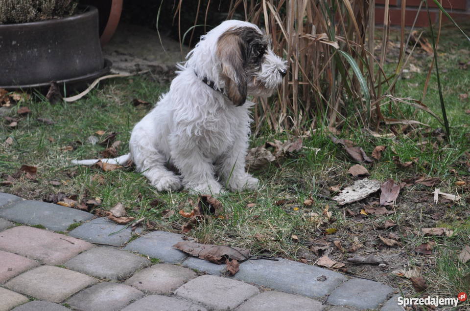 Sprzedam szczeniaka rasy Petit Basset Griffon Ve Psy Katowice