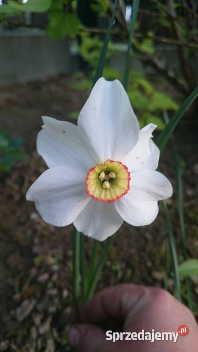 Narcyz biały Poeticus sadzonka Lublin sprzedam