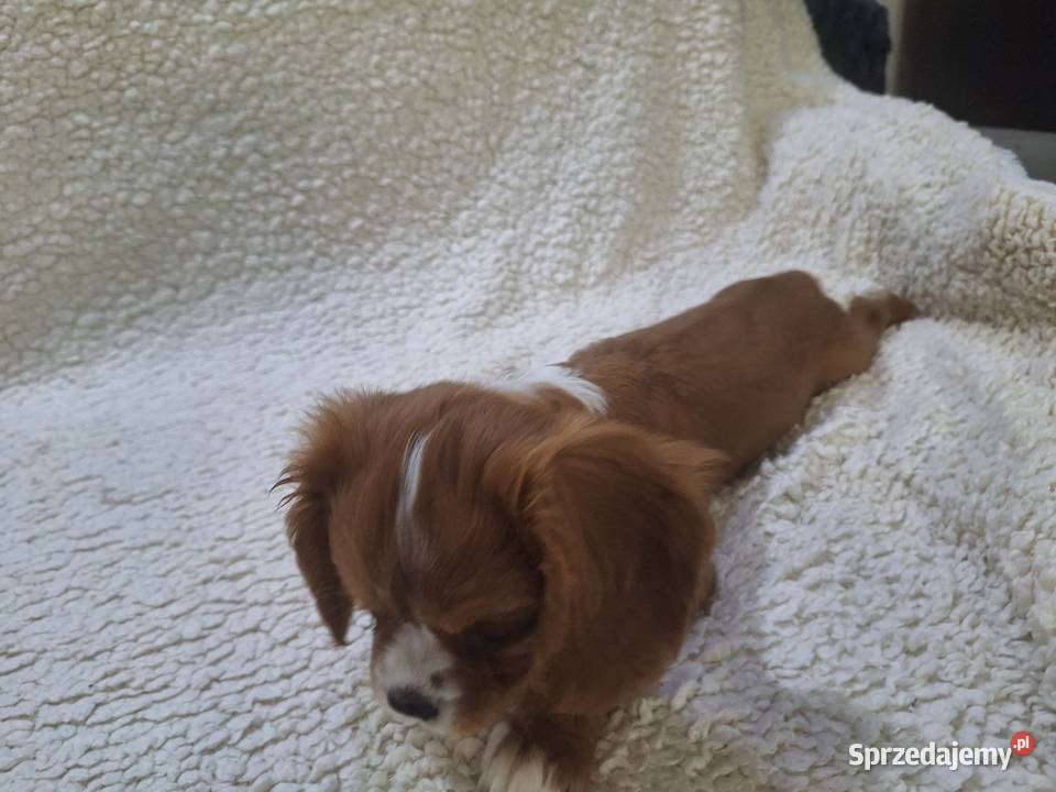 Cavalieki małe szukają domu pełnego miłości mazowieckie Płock