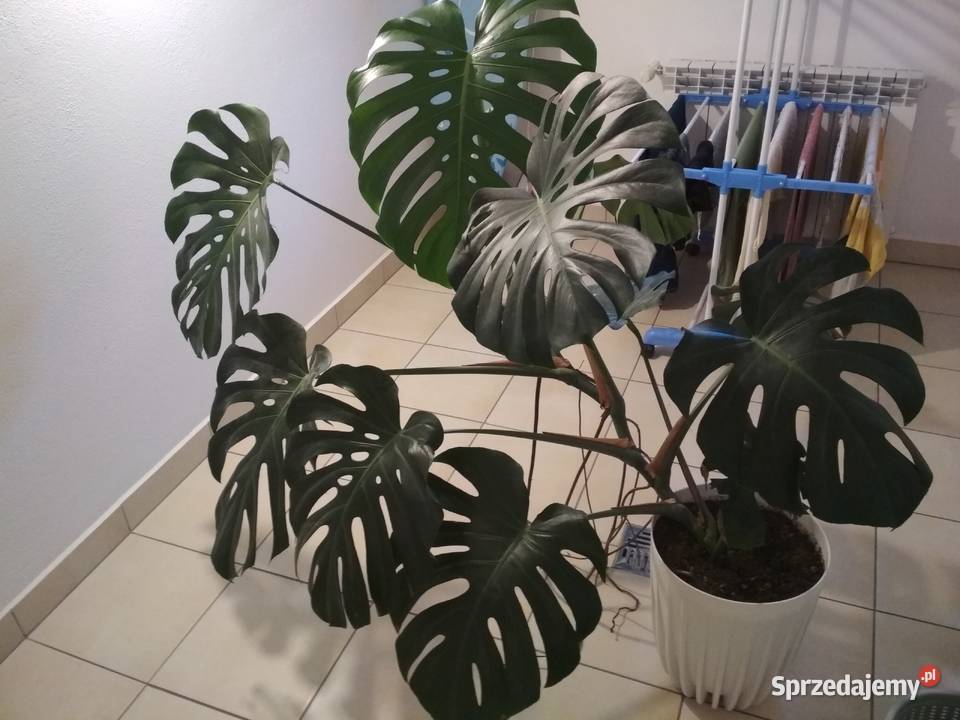 Monstera Deliciosa DZIURAWA Zielone Biecz sprzedam