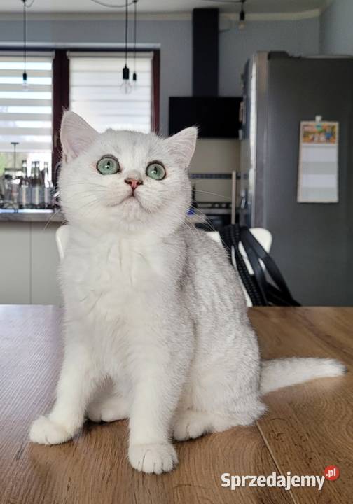 Brytyjskie srebrne srebrne pointy Zielona Góra