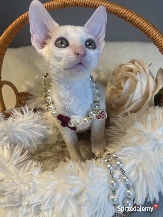 Cornish rex kotka dziewczynka cudowna do Poznań