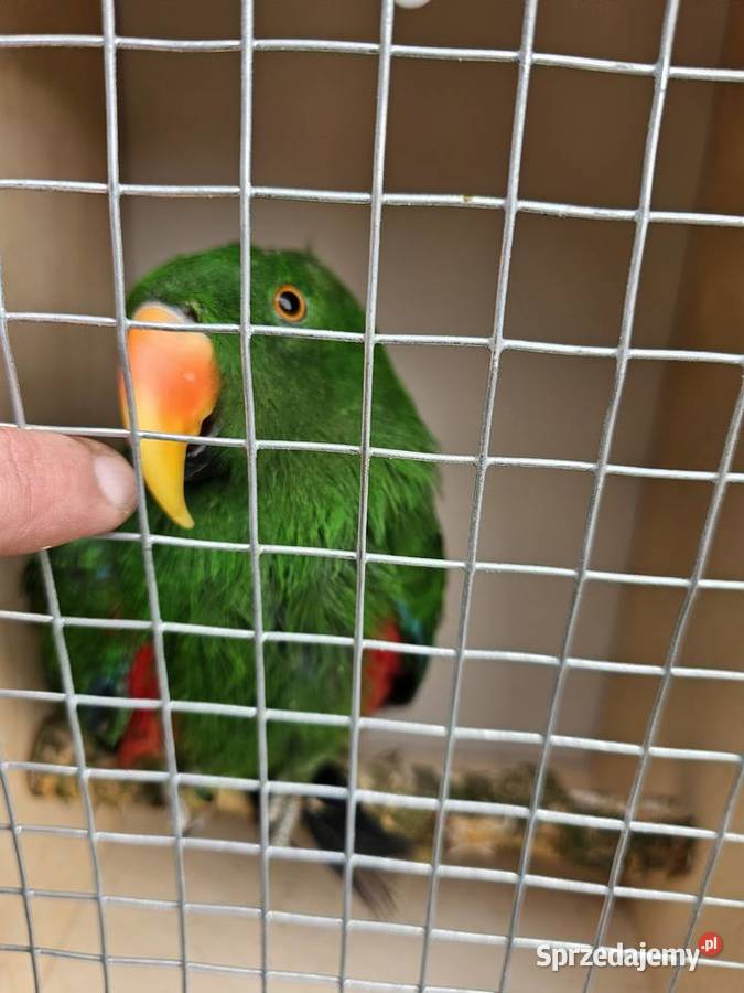 Lory parka sprzedam Niewiesze