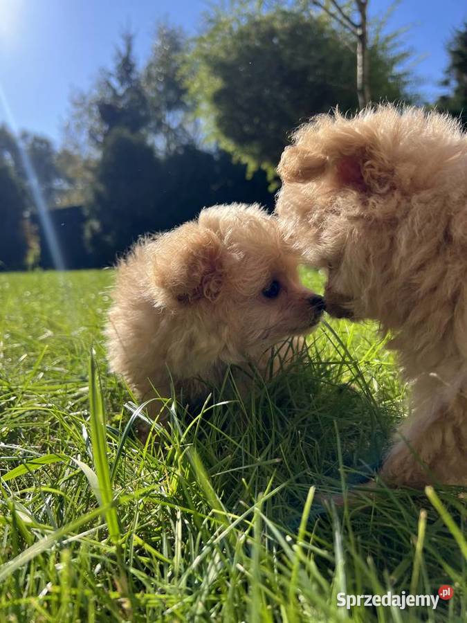 Piesek Pomapoo Miniaturka puchaty miś pies z Toruń