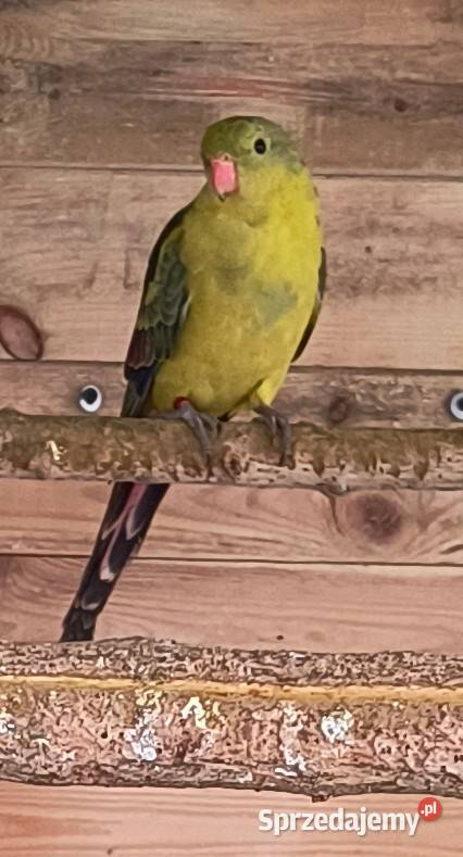 Papuga górska Berg Poznań