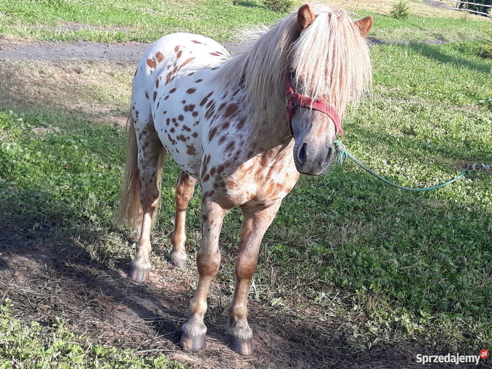 Sprzedam kucyki Konie Przemyśl