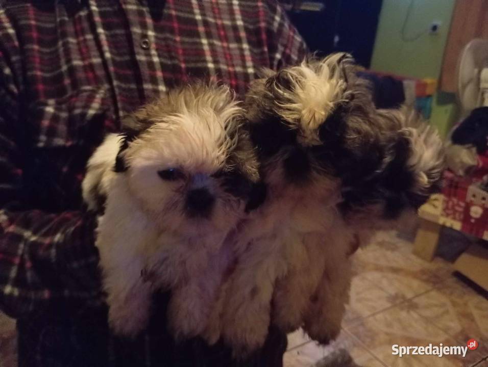 Słodziak shihtzu Shih Tzu Basonia sprzedam