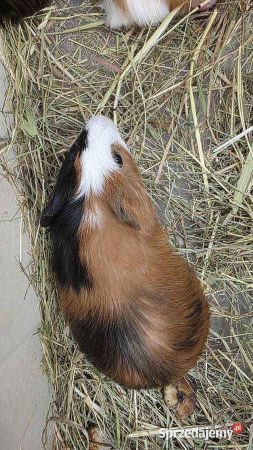 Świnka morska cavia domowa cawia Gryzonie Tarnów