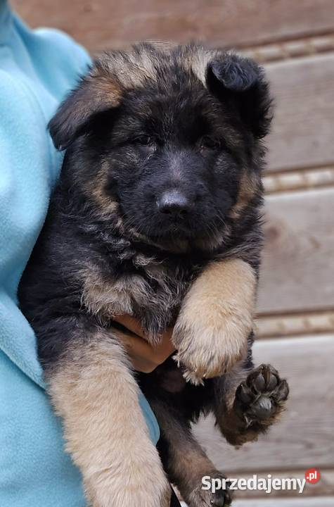 Owczarek Niemieck Długowłosy szczeniak Sułkowice