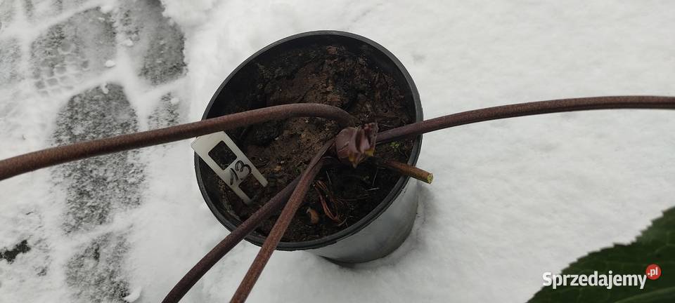 Ciemiernik Roses Dark Picotee przepiękny