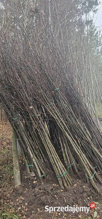 Lipa drobnolistna 68 tilia cordata Sadzonki lipy Wisznice sprzedam