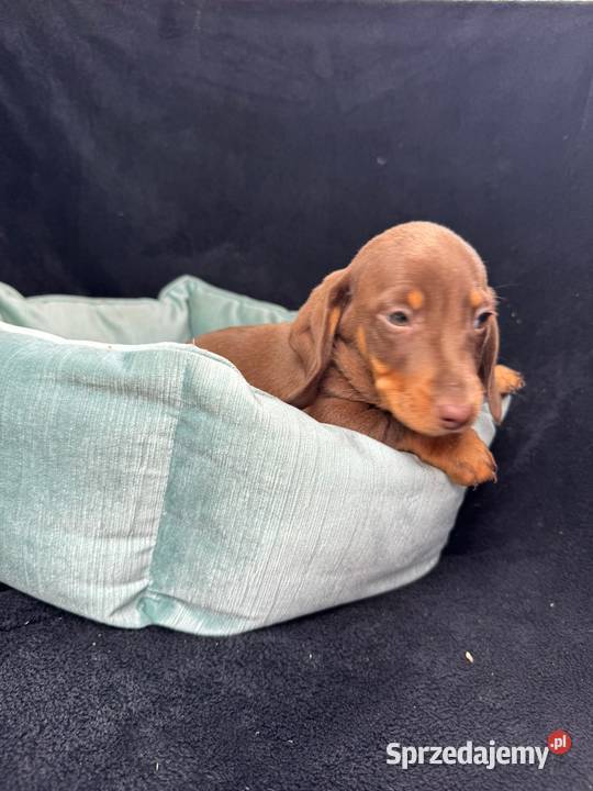 jamnik miniaturowy choco tan Szczecin