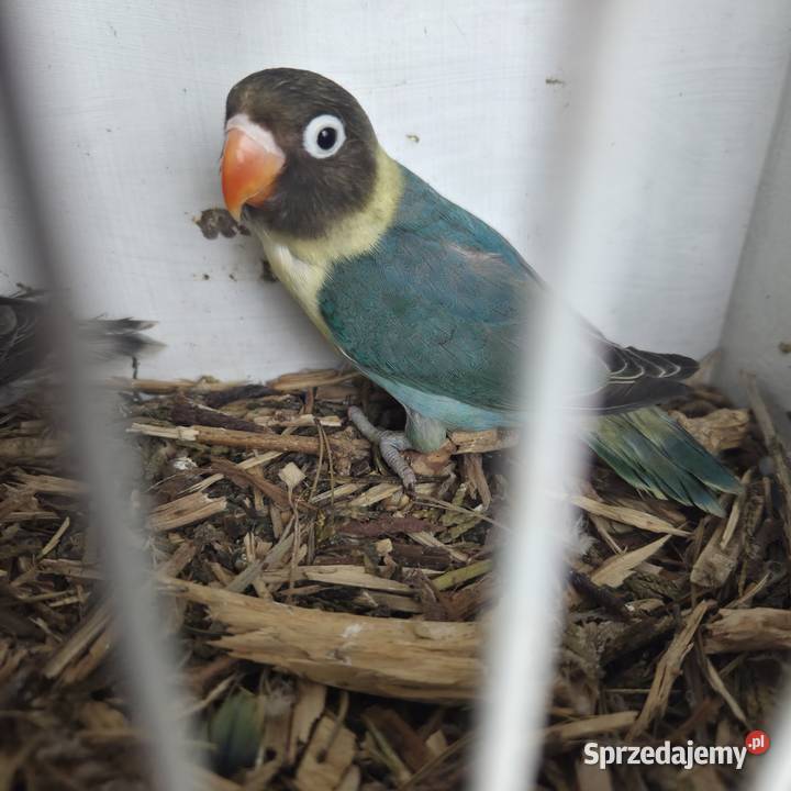 Nierozłączki Czarnogłowe