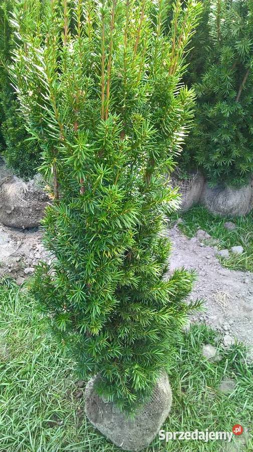 Gotowy zywopłot Cis HicksiiHillii Mszczonów