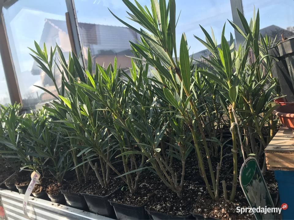 Oleander kremowy Skawina