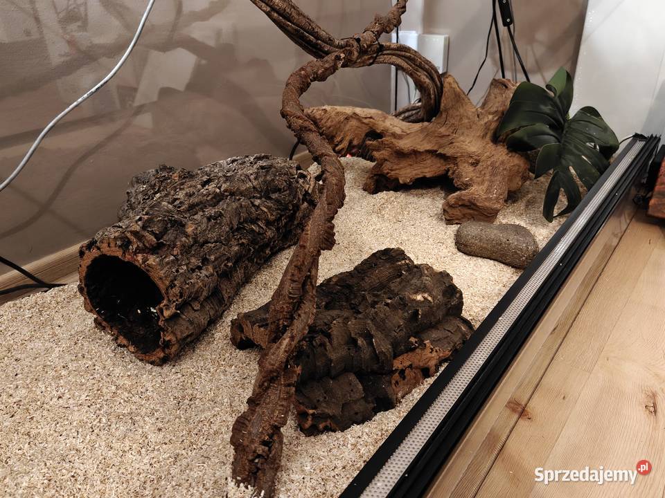 Pyton królewski pyton regius razem z terrarium Gady i płazy Jastrzębie-Zdrój