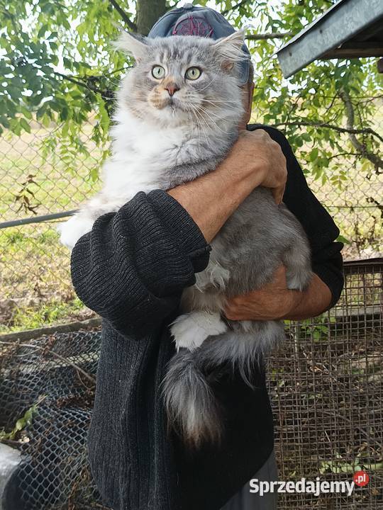 Śliczne kocięta Maine coon z rodowodem Prawęcin