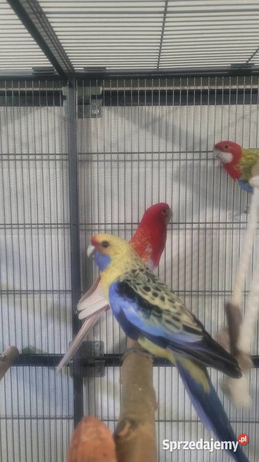 Rozelle białolice Wieliczka