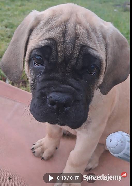 Cane coso szczenie suczka Bolesławiec