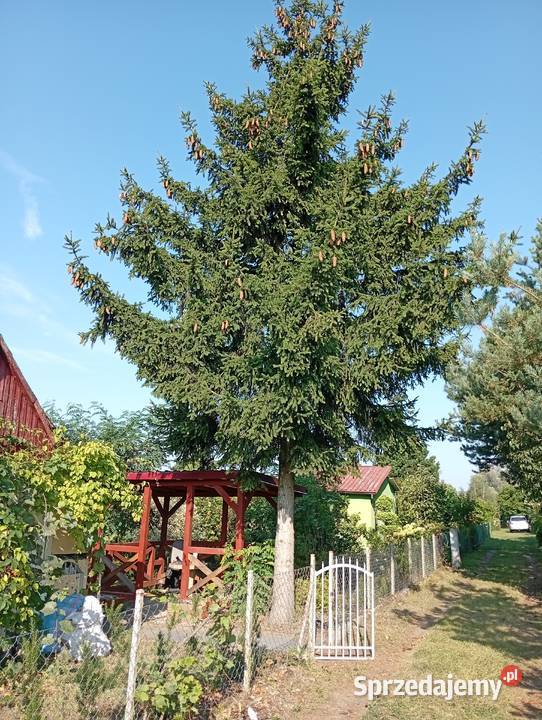 Sprzedam działkę Rodos Kutno sprzedam