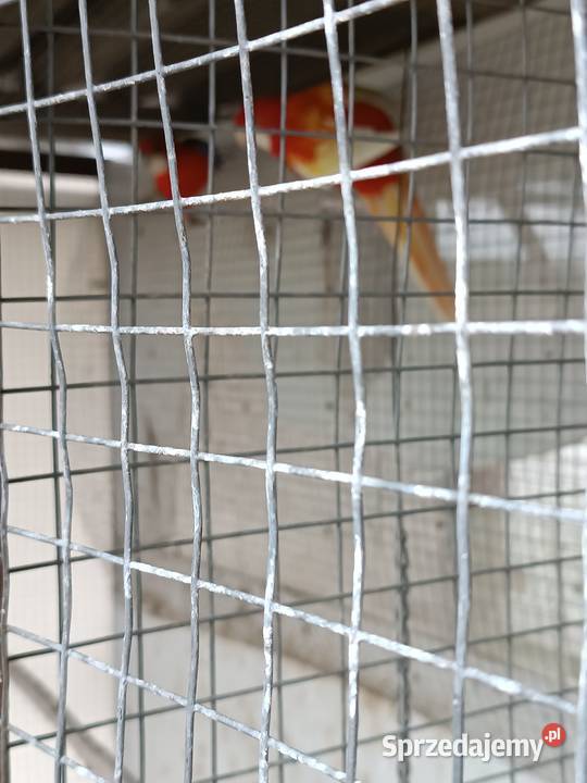 Rożele białolice Opole