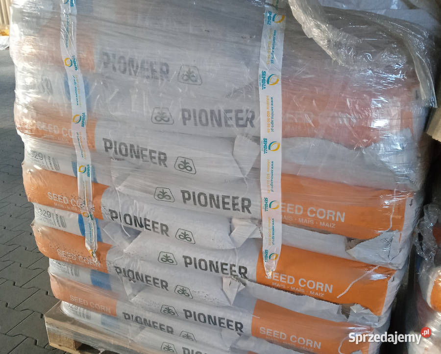 Nasiona kukurydzy Pioneer P8834 P8329 P8904 Łabiszyn